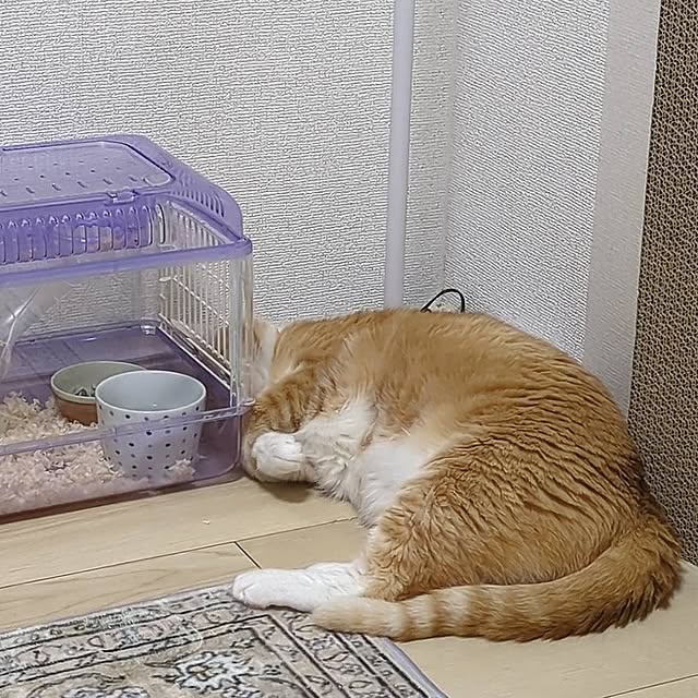 minnieさんの実例写真
