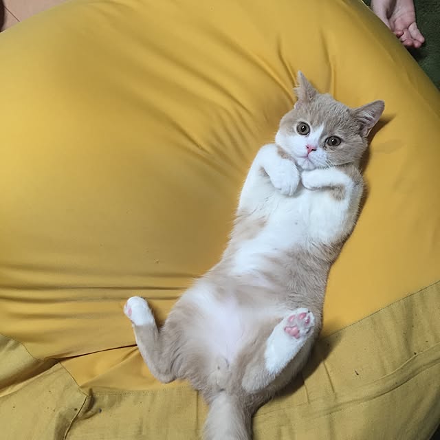 ko_maさんの実例写真