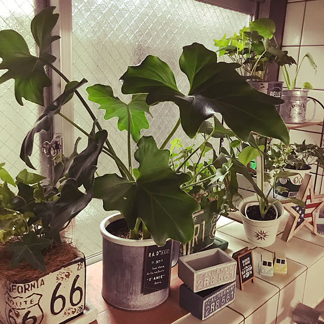 RoomClipアンケート/3COINS/ダイソー/セリア/観葉植物...などのインテリア実例 - 2019-12-02 11:33:59