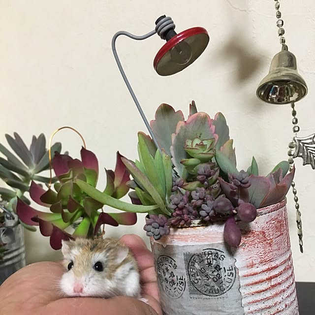 実例写真