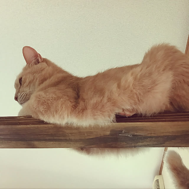 mikan161さんの実例写真