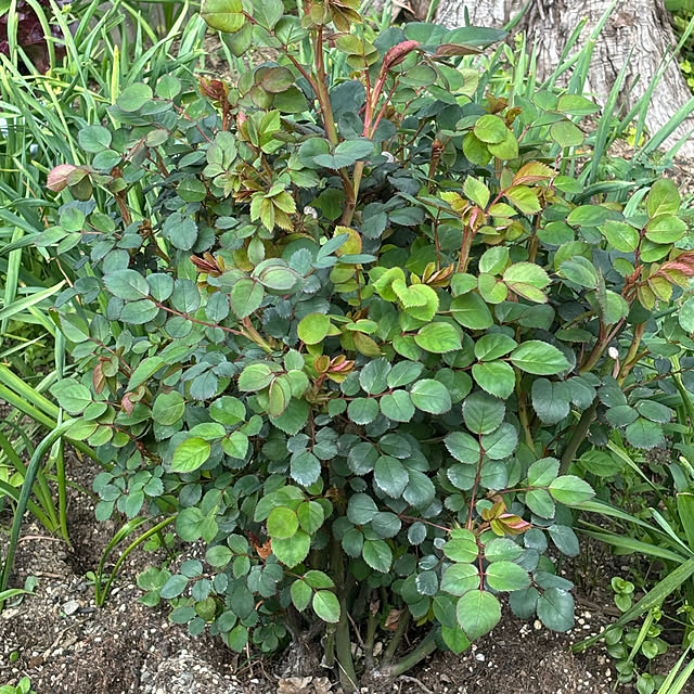 SIELUさんの部屋