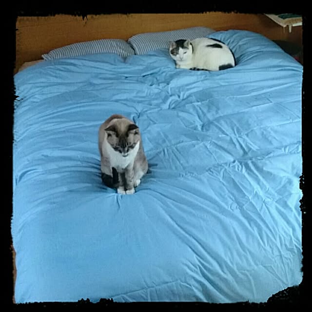 YABAI_VOLVOさんの実例写真