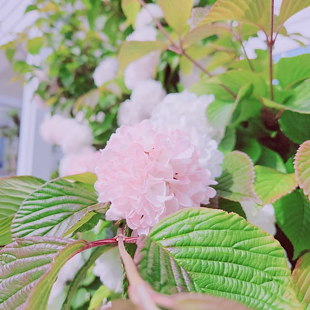 surviveさんの部屋