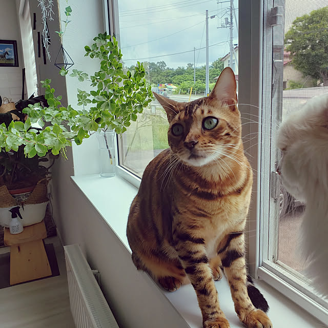 megu.catさんの実例写真