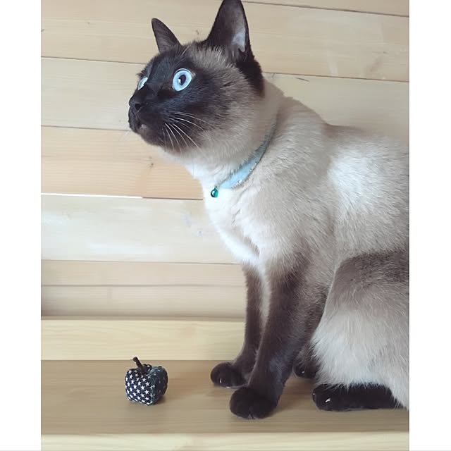 mintcatさんの実例写真