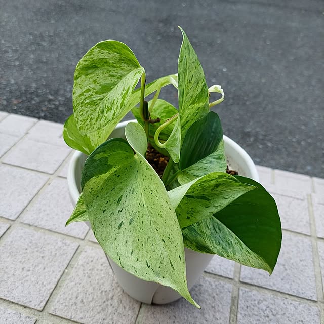 momoさんの実例写真