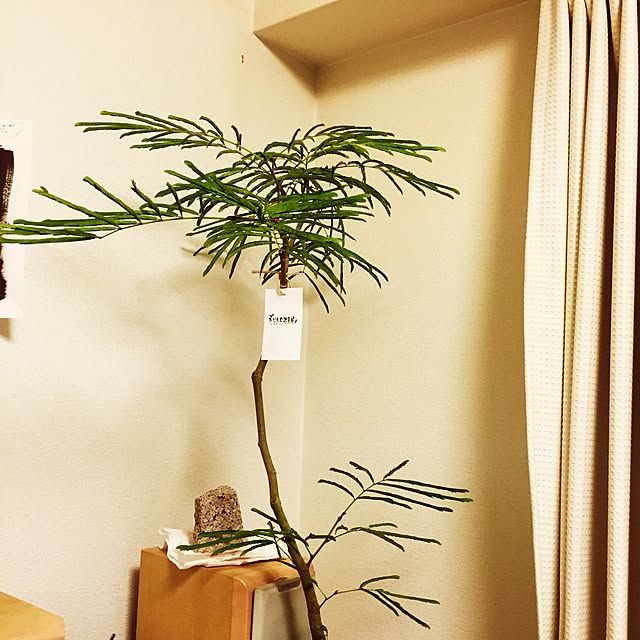 cotoさんの実例写真
