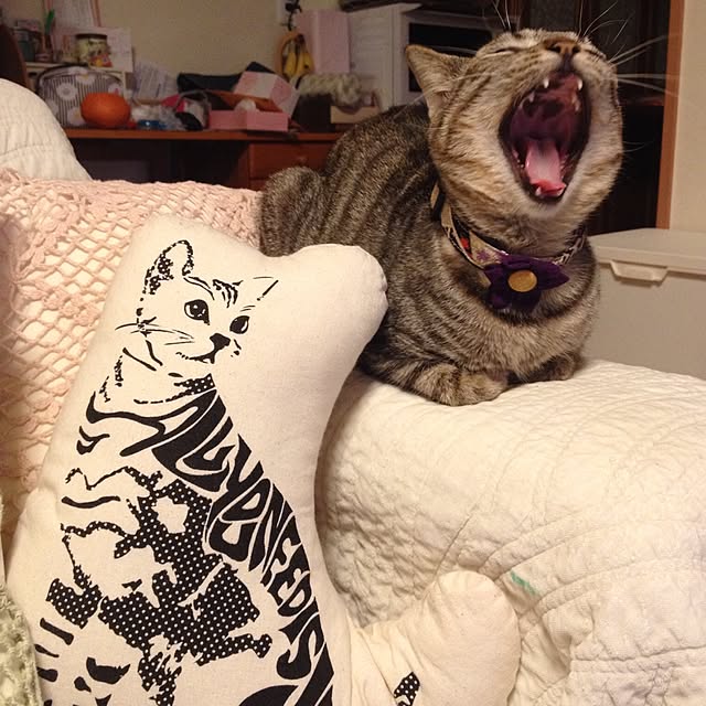 maoshinさんの実例写真