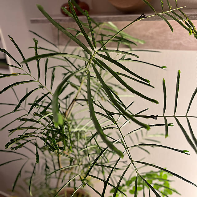 mikasa34さんの部屋