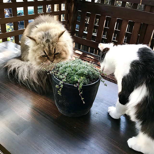 butachanさんの実例写真