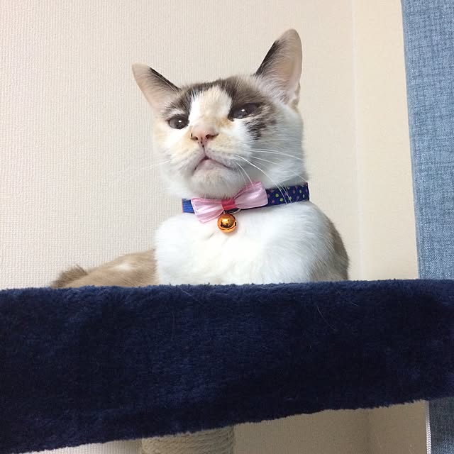 pippiさんの実例写真