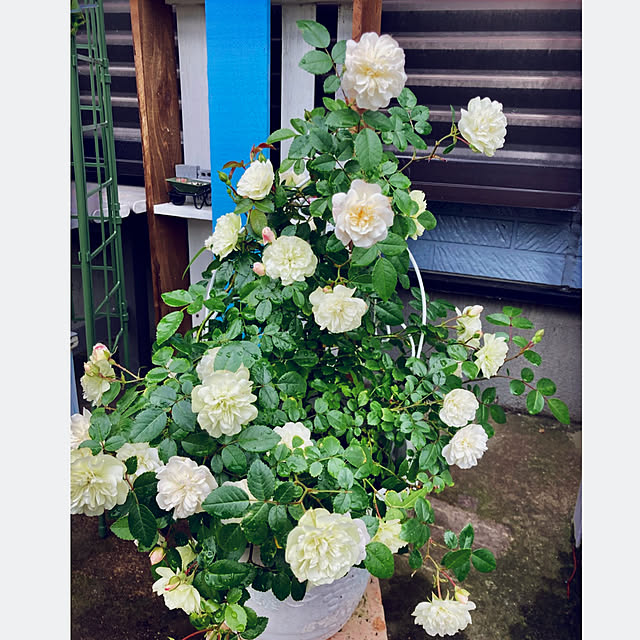 CoCo0617さんの部屋