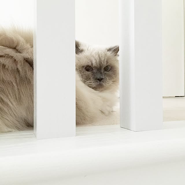 yuchiさんの実例写真
