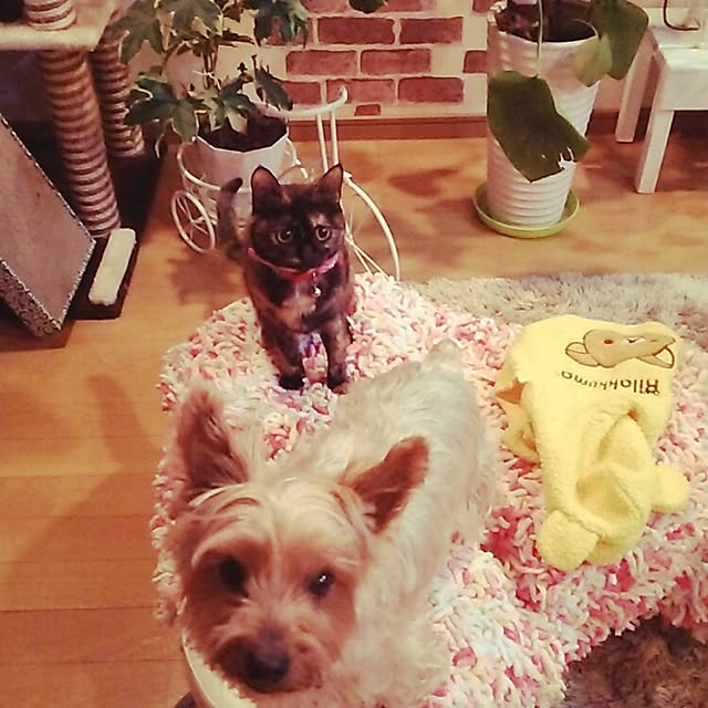 mcomcoさんの実例写真