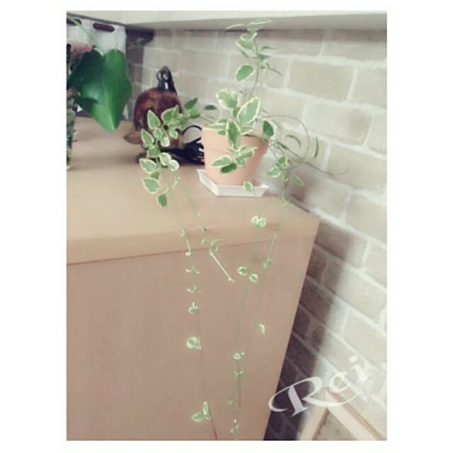 Reiさんの実例写真