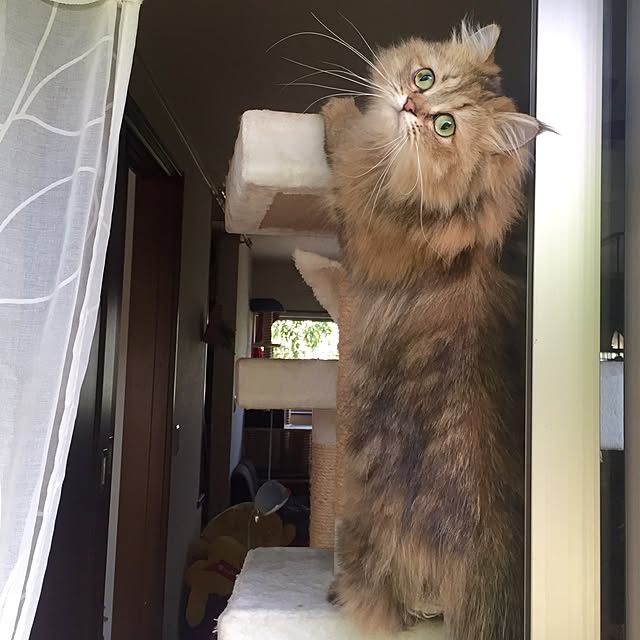 butachanさんの実例写真