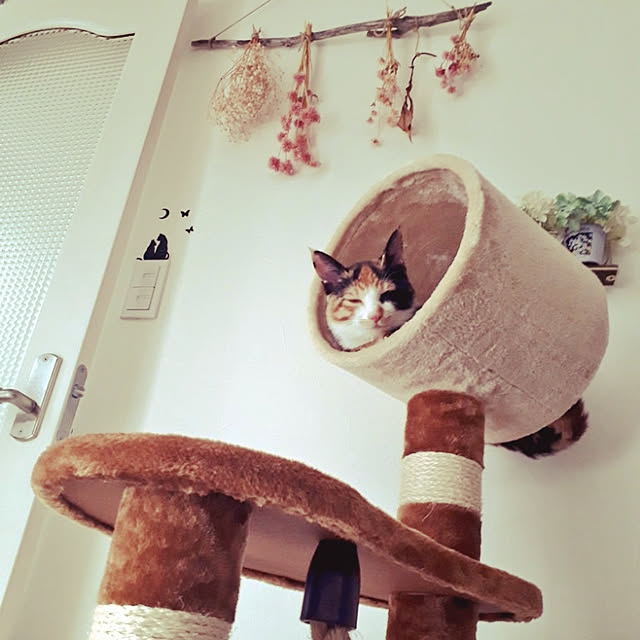 aiさんの実例写真
