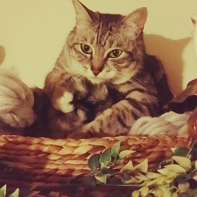 annさんの実例写真
