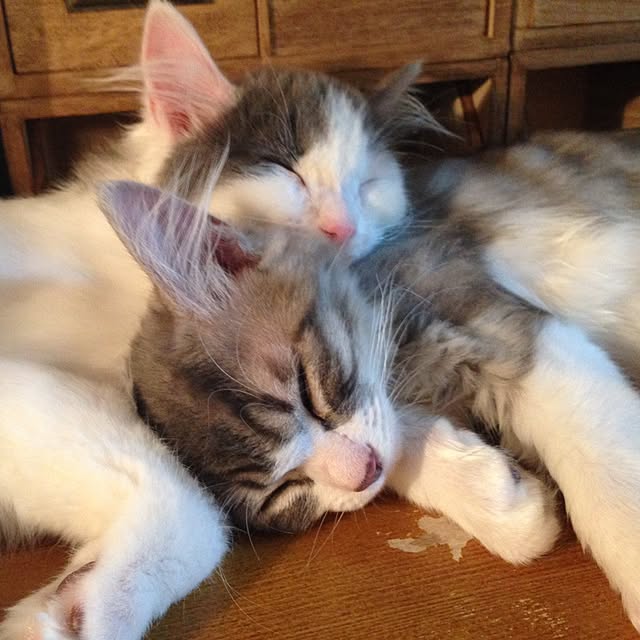 fuuさんの実例写真