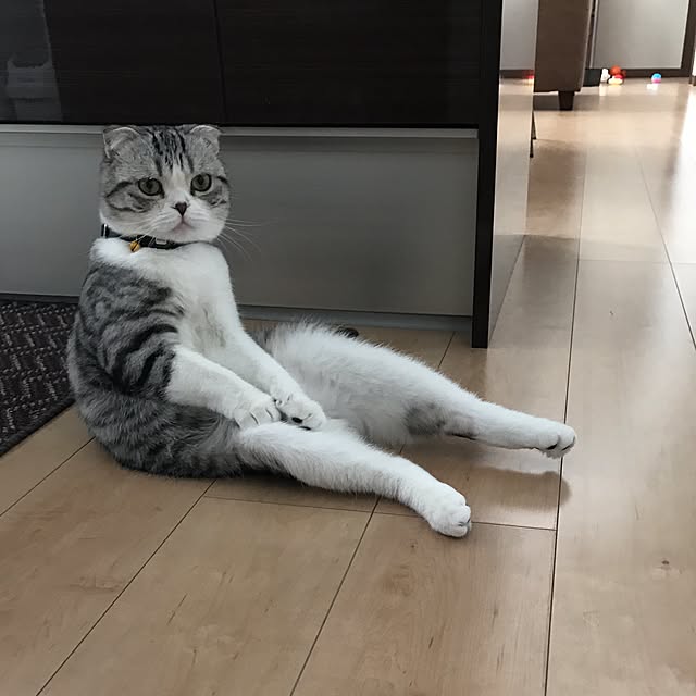 Dahliaさんの実例写真