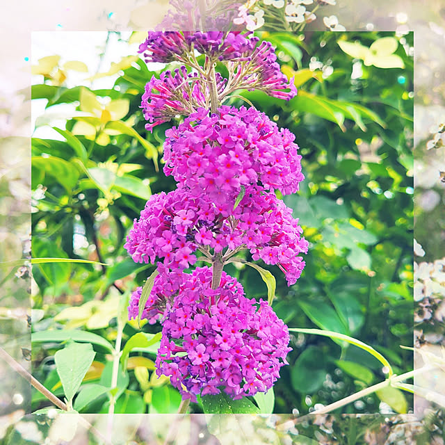 mimi828さんの実例写真