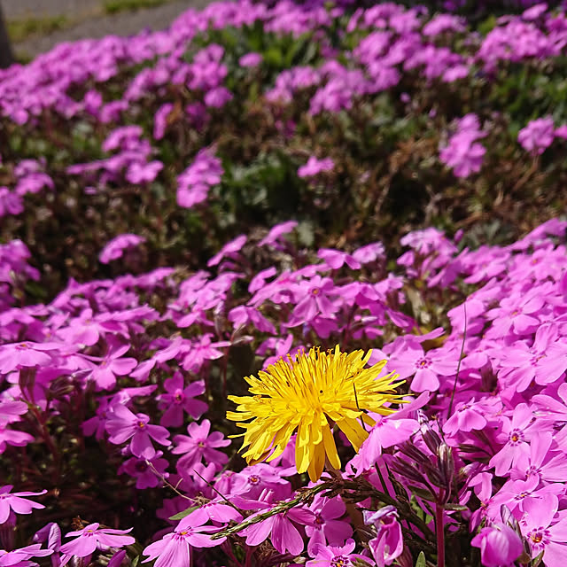 yukimamaさんの実例写真