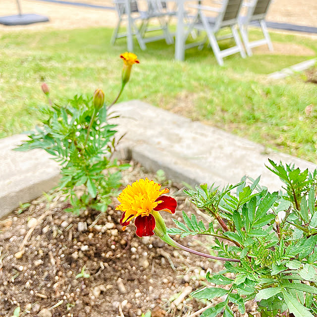 Andreaさんの実例写真