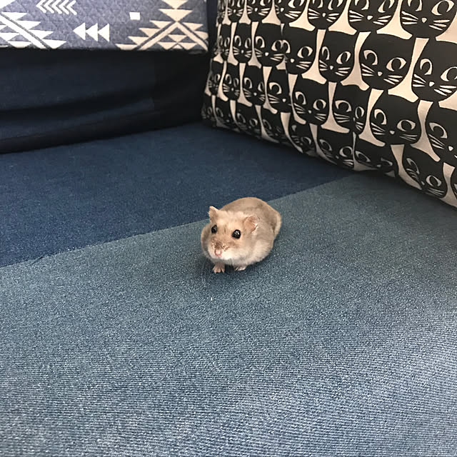 yuukiさんの実例写真