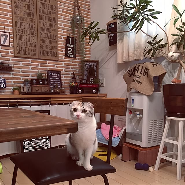 部屋全体/２人＆猫＆熱帯魚と暮らす家♡/猫のいる風景/IG→yokkochan225/レトロカフェ...などのインテリア実例 - 2016-06-25 04:27:20