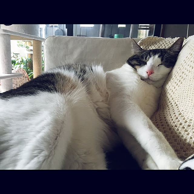 marusanさんの実例写真
