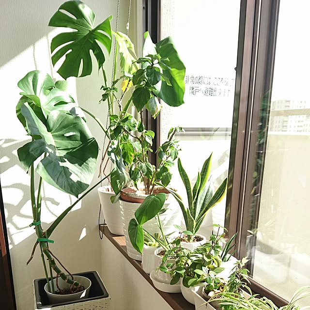 Ruさんの実例写真