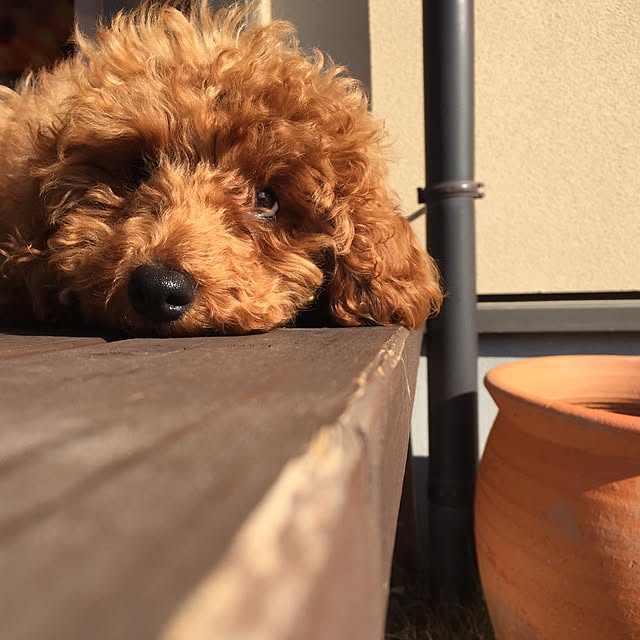 mayazoさんの実例写真