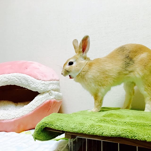 khj1974さんの実例写真