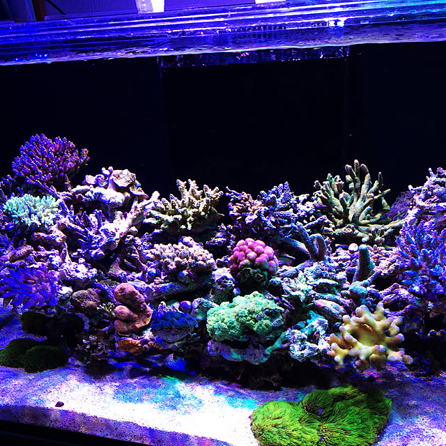 aquarium_seaさんの実例写真