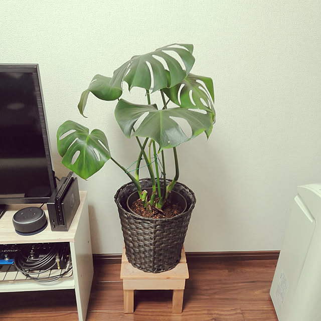 shojiさんの実例写真