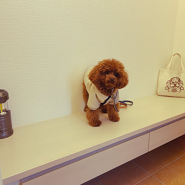otsutaudonkoさんの実例写真