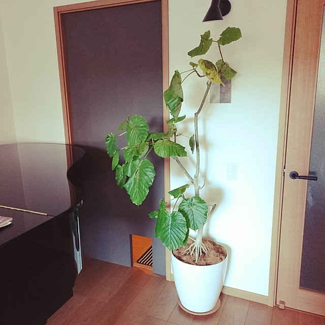 sawaさんの実例写真