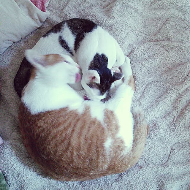 pouさんの実例写真