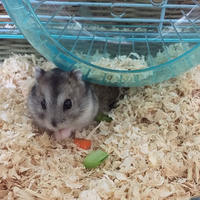 mintsさんの実例写真