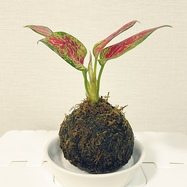 yoyoyoさんの実例写真