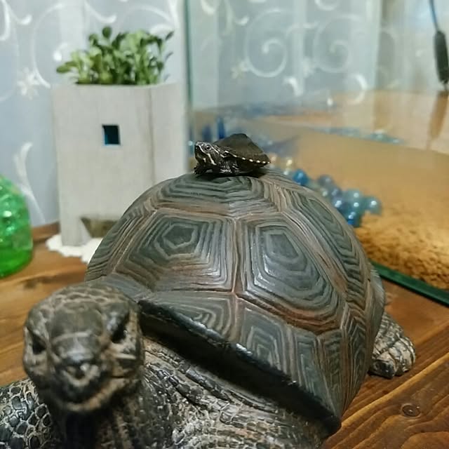 KOHAKUさんの実例写真