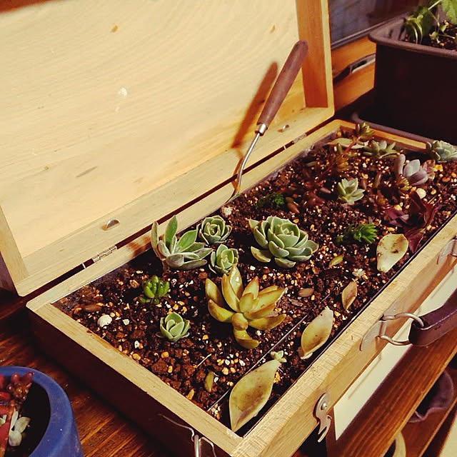 botanさんの実例写真