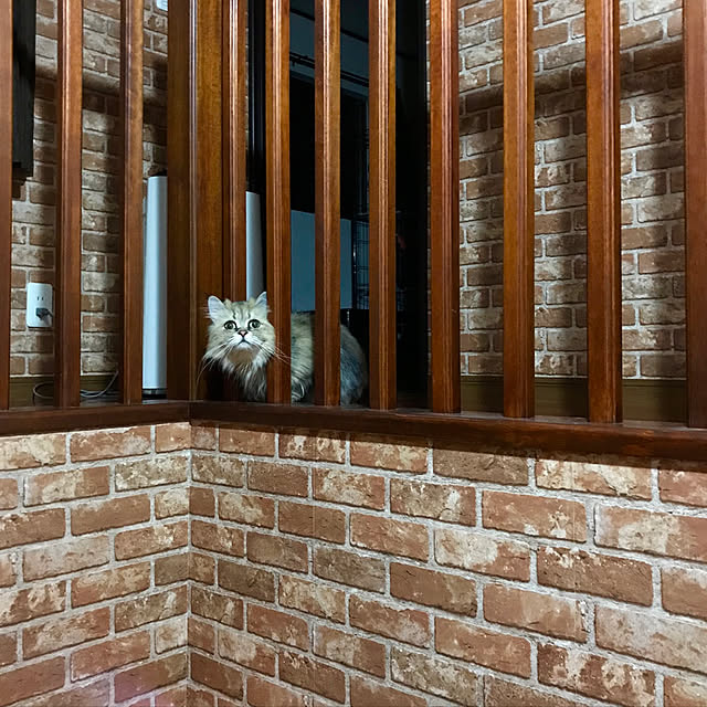 butachanさんの実例写真