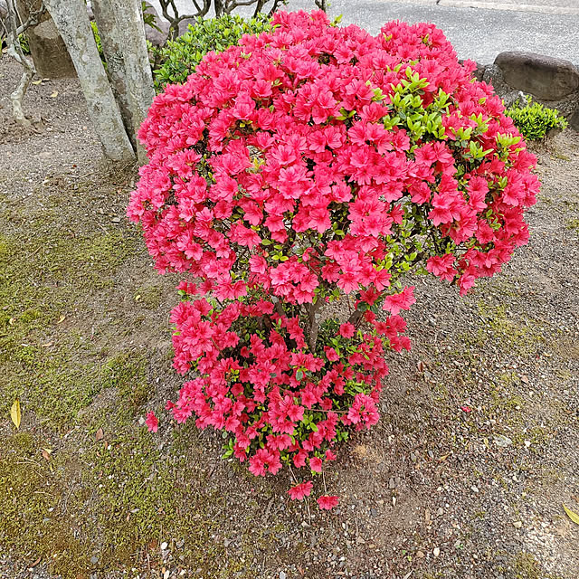 kokinさんの実例写真