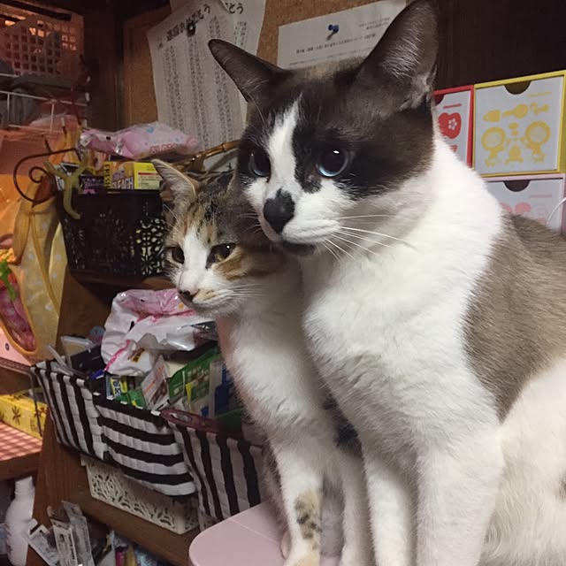 vivienne.coco-keiさんの実例写真