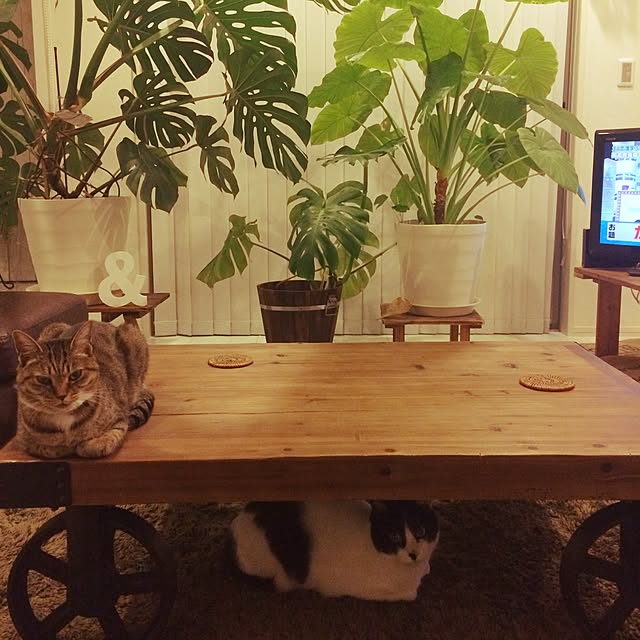 may1015snowさんの実例写真