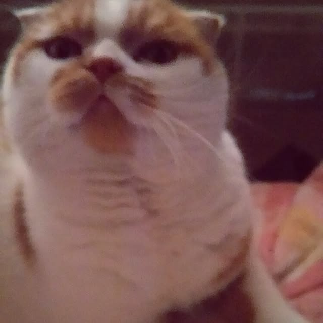 panchobiさんの実例写真