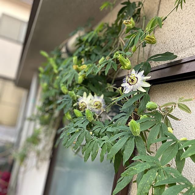 buchiさんの部屋