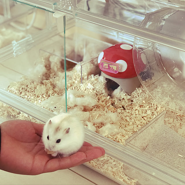 sagocchiさんの実例写真